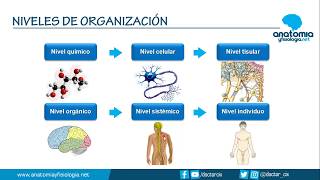 NIVELES DE ORGANIZACIÓN CORPORAL  Resúmenes de Anatomía y Fisiología [upl. by Vipul]