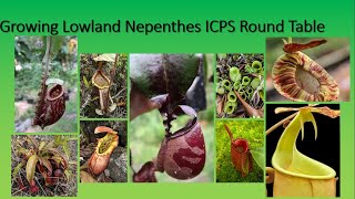 Growing Lowland Nepenthes ICPS Roundtable [upl. by Troxell]