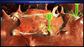 Lytic and lysogenic cycle in virus [upl. by Noeled]