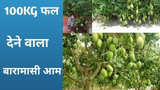 Best All Time Mango In Words  दुनिया कि सबसे अच्छा बारामासी आम [upl. by Eussoj572]