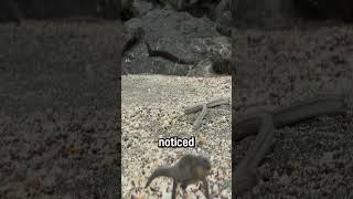 Iguana vs Snake adorable animals shorts facts wildlife superadorable [upl. by Cressida]