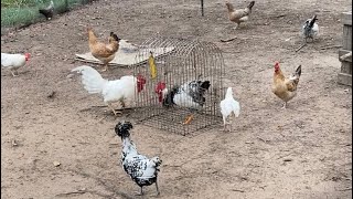 Introducing Chickens and Roosters to Chicken Flock [upl. by Allehcim]