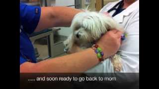 Veterinary Oncology Radiation Treatment [upl. by Blakelee]