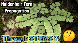 How to PROPAGATE MAIDENHAIR FERN from STEMS by Anak Bukid [upl. by Noruq931]