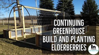 Continuing The Greenhouse Build  Planting Elderberries [upl. by Quillon]