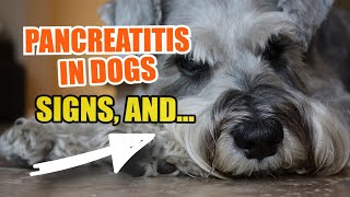 🐶PANCREATITIS in DOGS 👇Signs Causes and What to Do [upl. by Euqram]