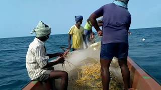 Traditional fishing in tamilnadu sea shoreIndia [upl. by Shanley129]