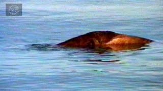 Top 6 Lake amp River Monster Sightings [upl. by Gnil]