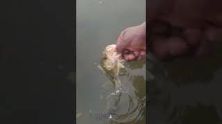 bass bassfish tightlines fyp lawtonka fish fishing largemouth [upl. by Ailelc]