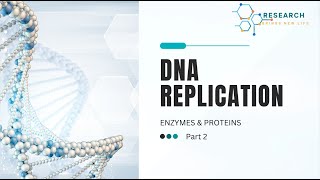 DNA Replication process PART 2 [upl. by Aiken]