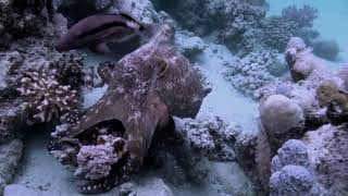 Amazing view under the sea  fishingvideo seafish [upl. by Jenni]