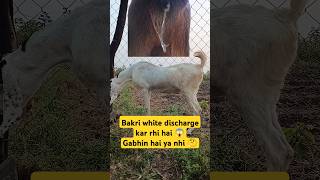 Bakri white discharge kar rhi hai 😱 trending viralvideo facts pets animals sawale goat all [upl. by Jae534]