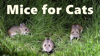 Mice Video and Sounds for Cats  Mouse Noises at Night Only Cats Hear 🐭 8 HOURS 🐭 [upl. by Pastelki594]