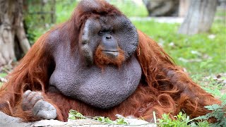 Orangutans Revealed 5 Fun Facts That Will Amaze You [upl. by Virgilio]