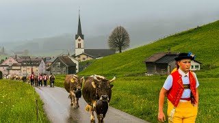 wonderful Swiss custom🇨🇭Cattle Drive to the Swiss Alps 🐮⛰️ cows walk through the Appenzellerland 🫶 [upl. by Teemus]