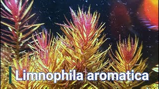 limnophila aromatica cuidados [upl. by Toy]