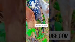 Goat lover farmernature farming short fautomobile [upl. by Angele]