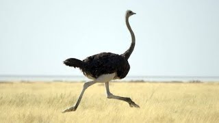 Biggest Ostrich Bird In The World You Never Seen Before [upl. by Bren]