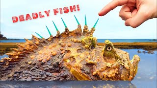 You Wont Believe How Deadly This Fish Is Everything You Need to Know About Stonefish [upl. by Yniffit]