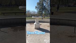 Three Pigeons on the Fountain 🕊 🦅 🦆 [upl. by Service]