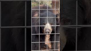 Sloth Bear… Who knew there was such a thing [upl. by Duma]