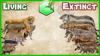 Big Cats Size Comparison LİVİNG EXTİNCT [upl. by Naugan610]