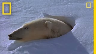 Polar Bear Mom and Cubs  National Geographic [upl. by Yenroc]