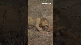 Lion in a tug of war with a giraffe wildearth [upl. by Elicul860]