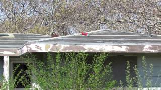 Abandoned village at old North Truro Air Force Station [upl. by Ellebanna]