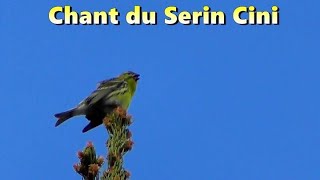 SERIN CINI  chant doiseau [upl. by Aicilegna]