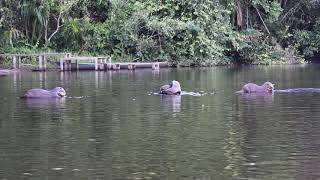 Lake Sandavol Giant River Otters [upl. by Reyaht]