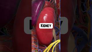 Why Are the Kidneys So Important  healthtips kidneyhealth [upl. by Ellahcim]