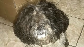 Grooming A Matted Dog Covered With Mud [upl. by Eilliw]