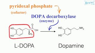 pyridoxal phosphate English  Medical terminology for medical students [upl. by Loos]