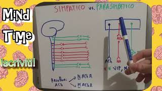 Sistema nervoso autonomo simpatico e parasimpatico [upl. by Yerfej765]