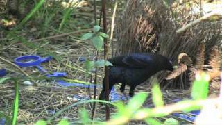 Courtship display of the Satin Bowerbird [upl. by Yetah]