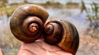 Best nature shot  Catching Crab amp Snails in flooded Areas amp relaxing music  Ambient Sound [upl. by Ilahtan]