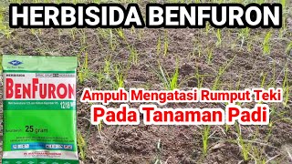 HERBISIDA BENFURON AMPUH MEMBASMI RUMPUT TEKI PADA TANAMAN PADI [upl. by Anicul]