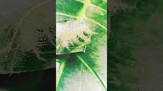 beautiful larva quoteuthalia acontheaquot [upl. by Maressa]