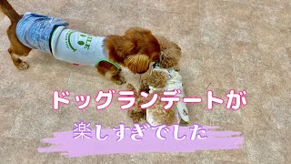 みりんパンチvsエールザウルス 甘噛みに対抗する、みりんパンチがキレッキレ！！ [upl. by Aicatsana]