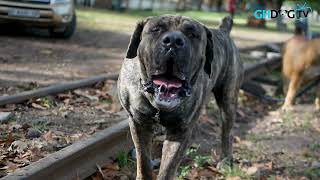 Brindle Boerboel doesnt like cameras [upl. by Armbruster]