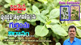 నిజమైన పునర్నవ తెల్లగలిజేరును గుర్తించు విధానంoriginal PunarnavaTellagalijeru In Telugu Videos [upl. by Gottfried678]