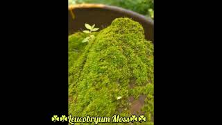 Leucobryum glaucum  Pincushion Moss 🍀🍀 Leucobryum Moss  Tansa Reserve Forest [upl. by Shepp]