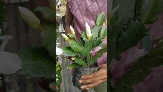 Amazing Christmas Cactus Three colours in one plant shorts [upl. by Aettam]