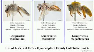 List of Insects of Order Hymenoptera Family Colletidae Part 6 leioproctus hyphesma elegans capito [upl. by Nnhoj31]