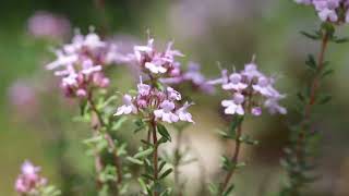 Timian Thymus vulgaris [upl. by Ecneps]