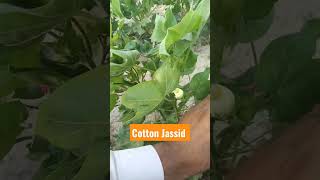 Jassid Attack On Cotton Cotton Pest [upl. by Kassab]