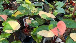 Different varieties of Homalomena and how to care for them [upl. by Tnarb161]