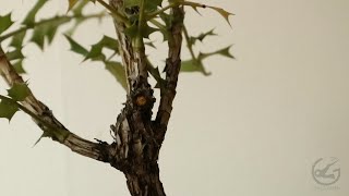 Bonsai creation  Mahonia quotThe Rockquot June 2019 [upl. by Zobias]