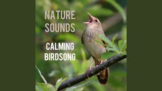 Calming Birdsong [upl. by Lette]